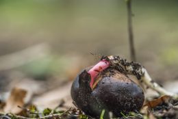 Ground searching chestnut