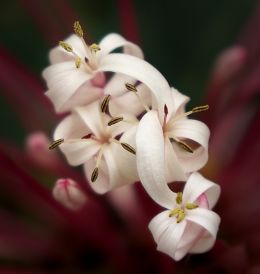 Blooms Blooming