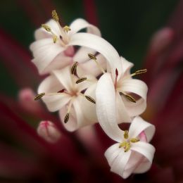 Blooms Blooming Picture