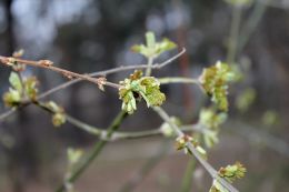 First Green in Spring