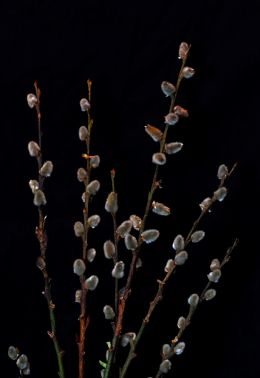 Pussy Willows Budding