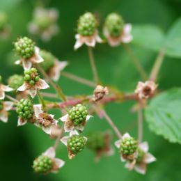 Blackberries