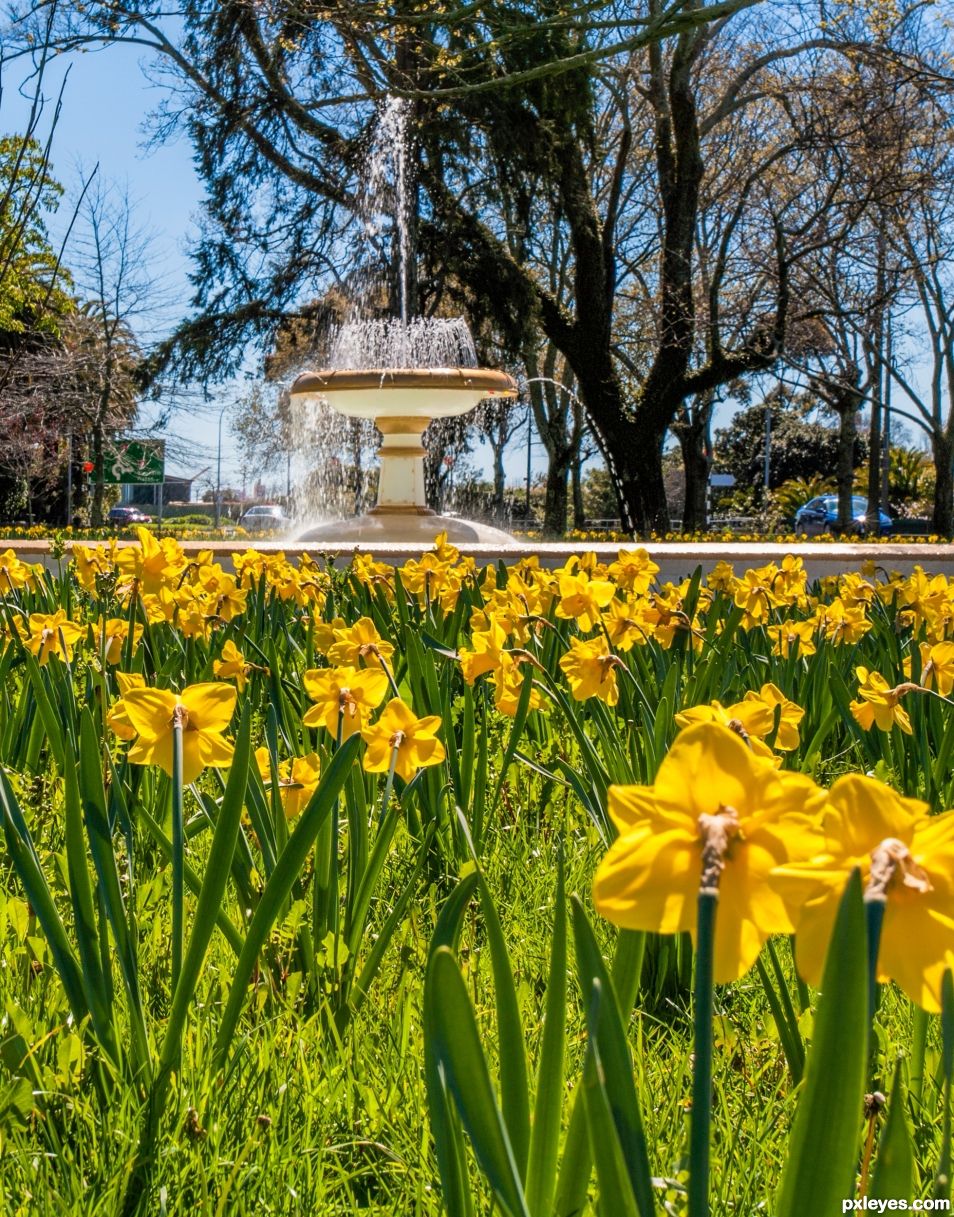 lots and lots of Daffodils