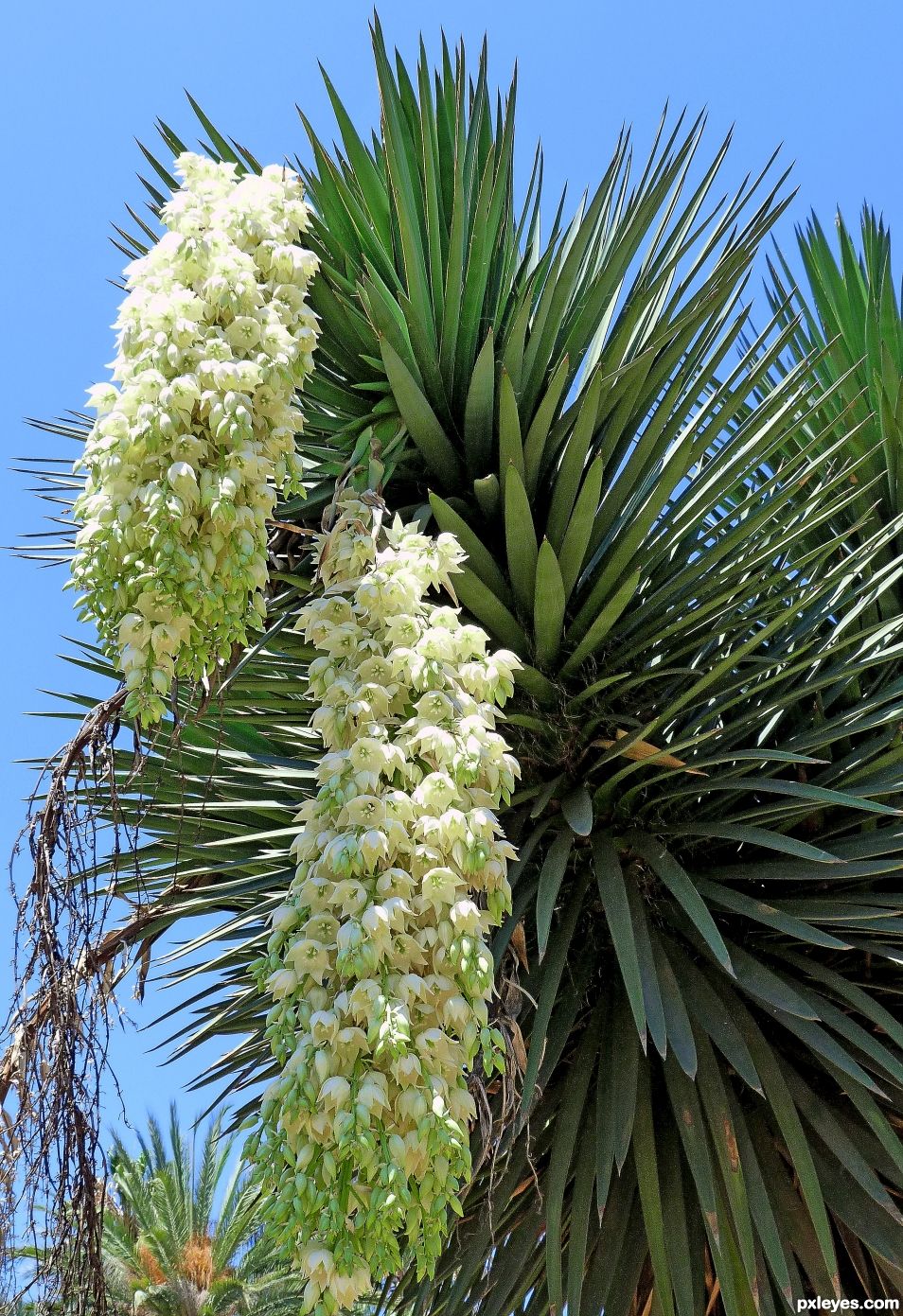 Yucca in Bloom