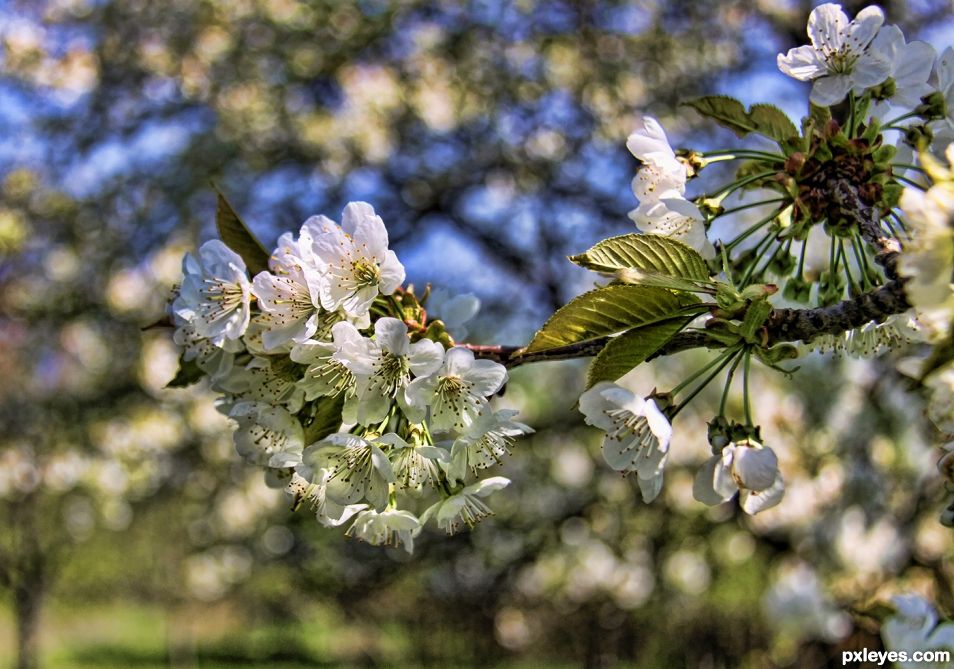 Cherry blossom