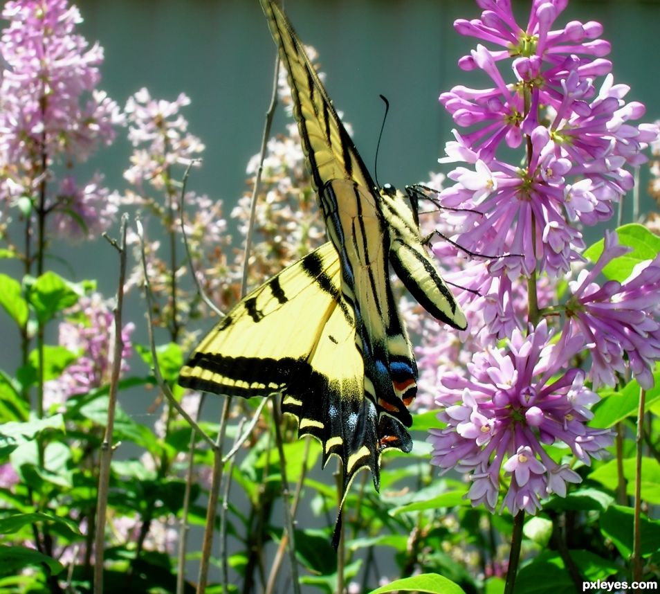 Butter-colored Flutter-bye