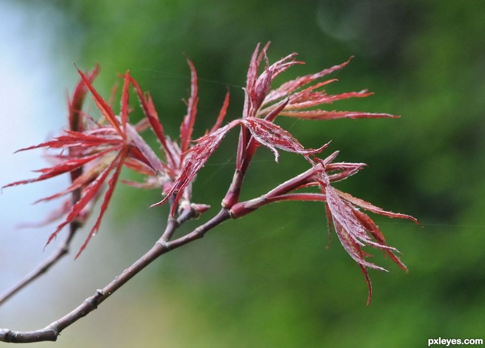 birth of a maple leaf