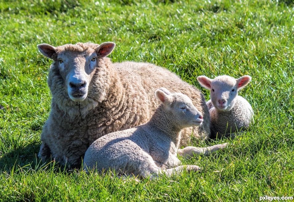 Spring Lambs