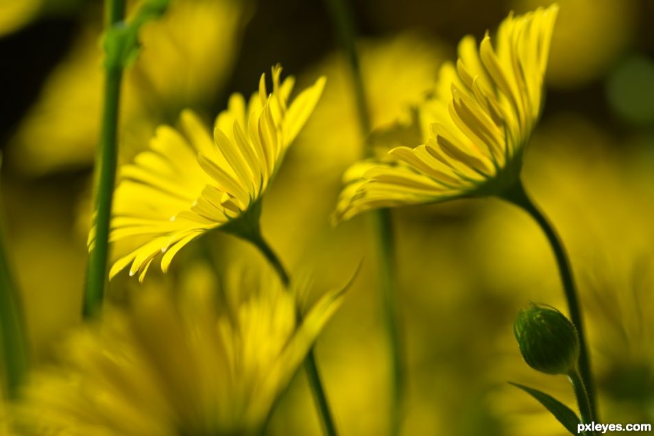 Blowing in the Wind