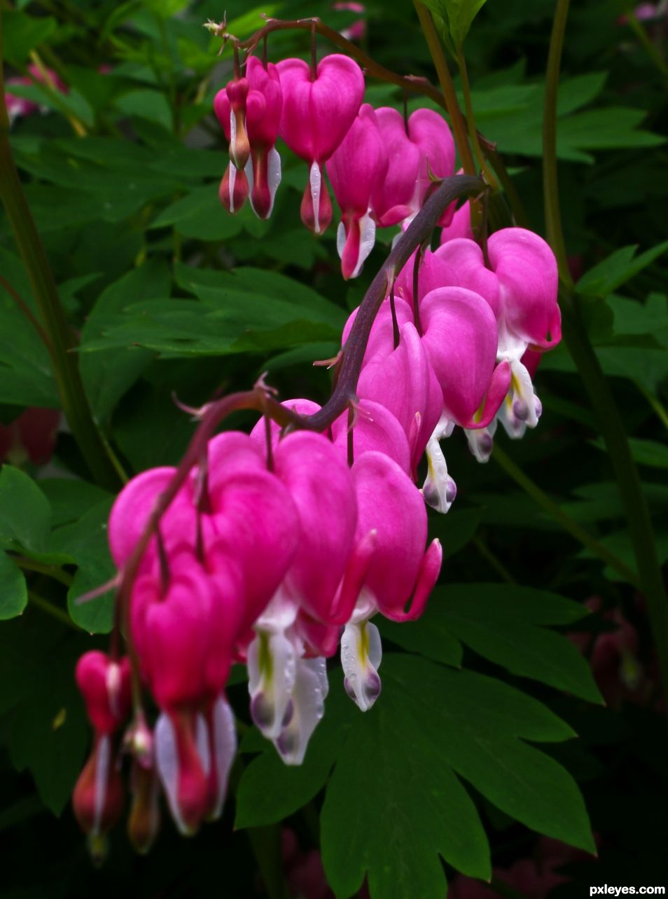 Bleeding Hearts