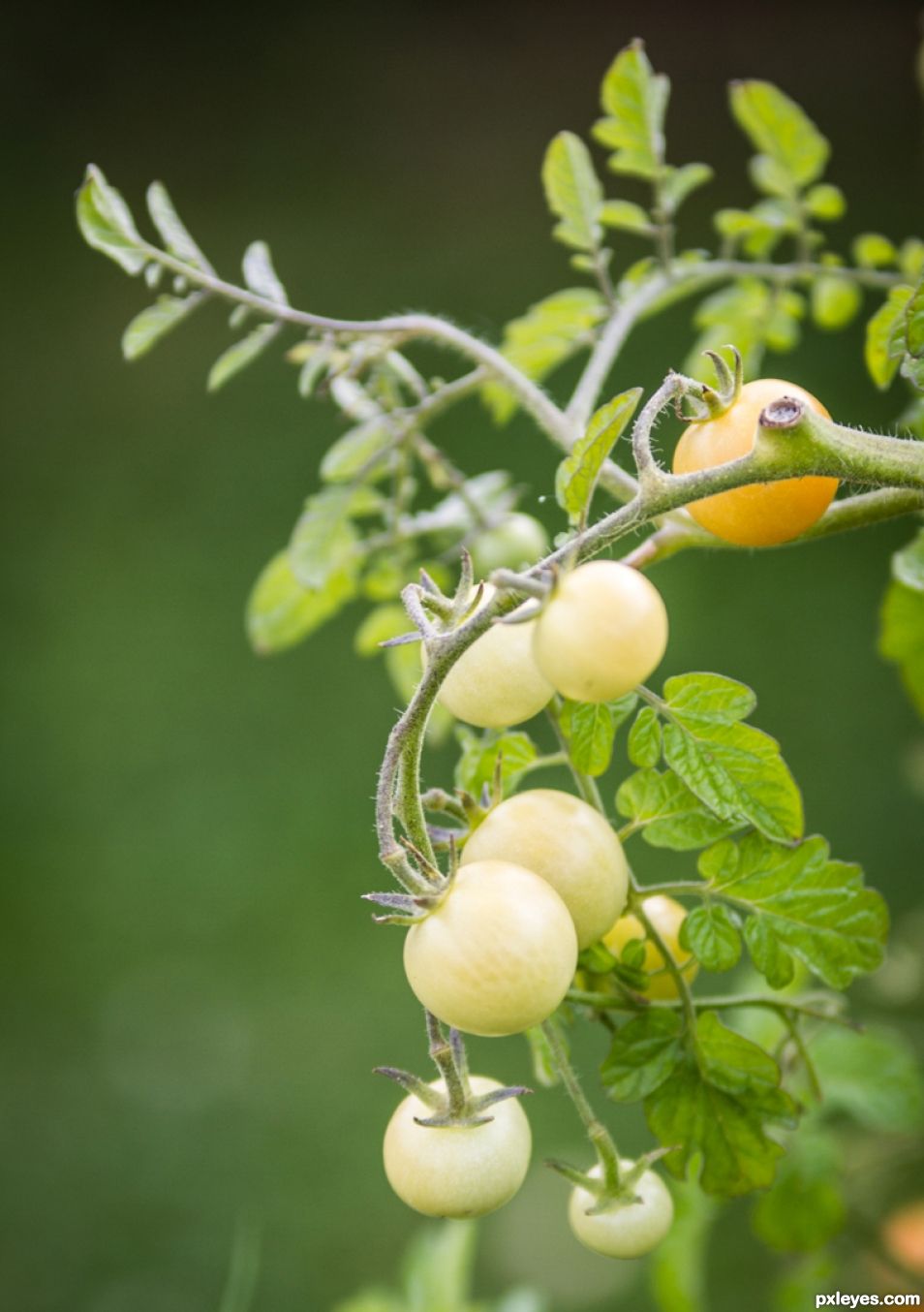 First tomatoes growing