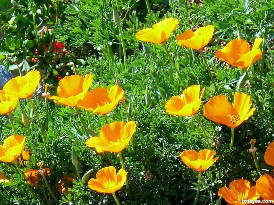 California Poppies