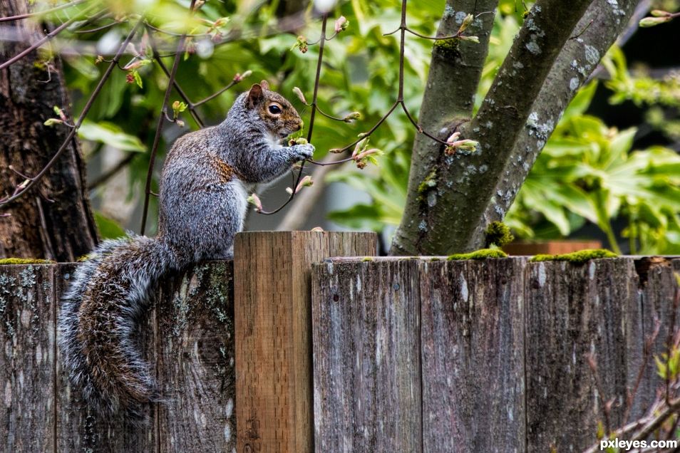 Spring feeding