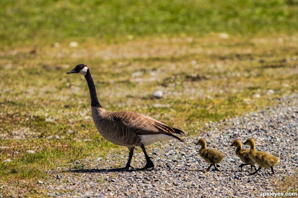 Spring Geese Hatchlings