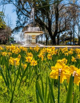 lots and lots of Daffodils