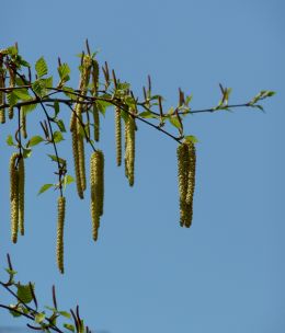 Blooming birch tree 