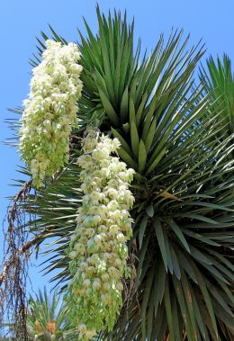 Yucca in Bloom