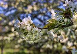 Cherry blossom