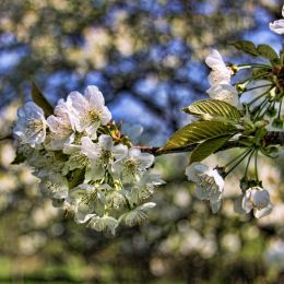 Cherryblossom