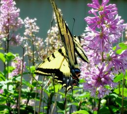 Butter-colored Flutter-bye