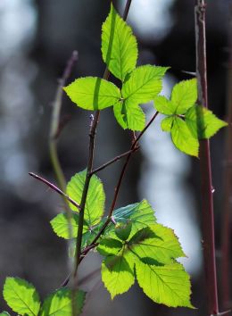 early green