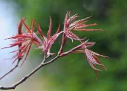 birth of a maple leaf