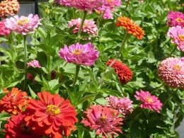 Springtime Garden