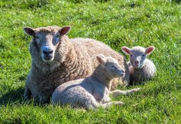 Spring Lambs