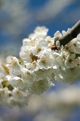 Blossom and bee