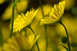 Blowing in the Wind