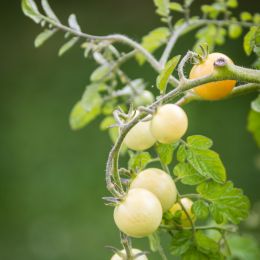 Firsttomatoesgrowing