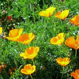 CaliforniaPoppies