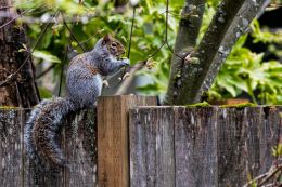 Spring feeding