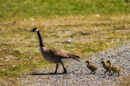 Spring Geese Hatchlings