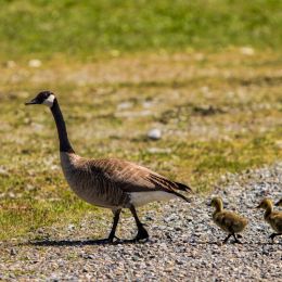 SpringGeeseHatchlings