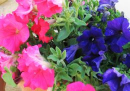 petunias