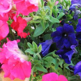 petunias