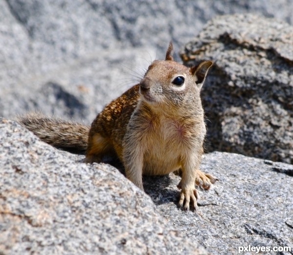 Beach Squirrel