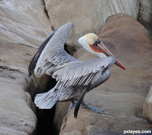 Brown Pelican