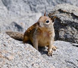 BeachSquirrel