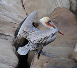 Brown Pelican