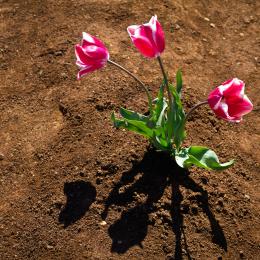 Flower and Shadow