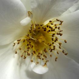 Pistils