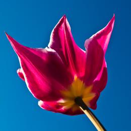 RedFlower