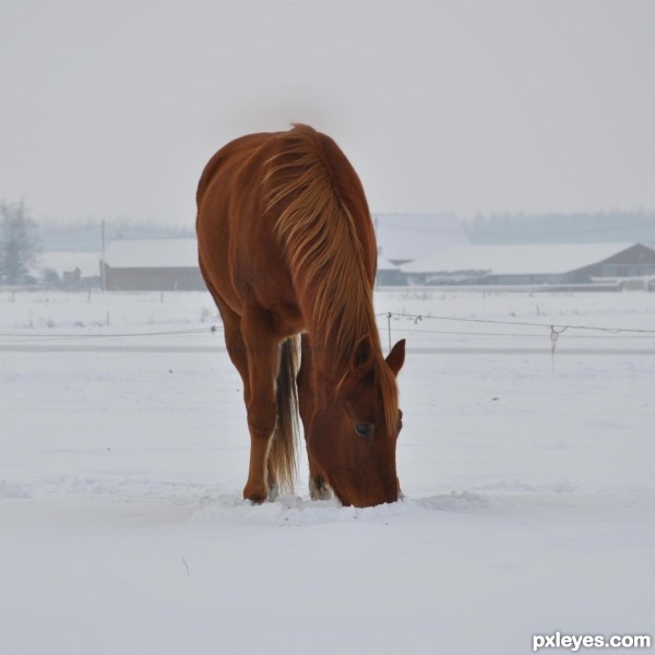 Nose in snow