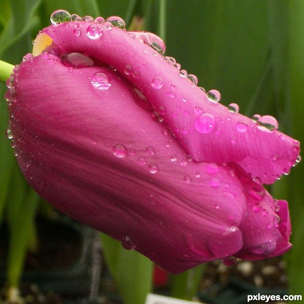 Wet Tulip