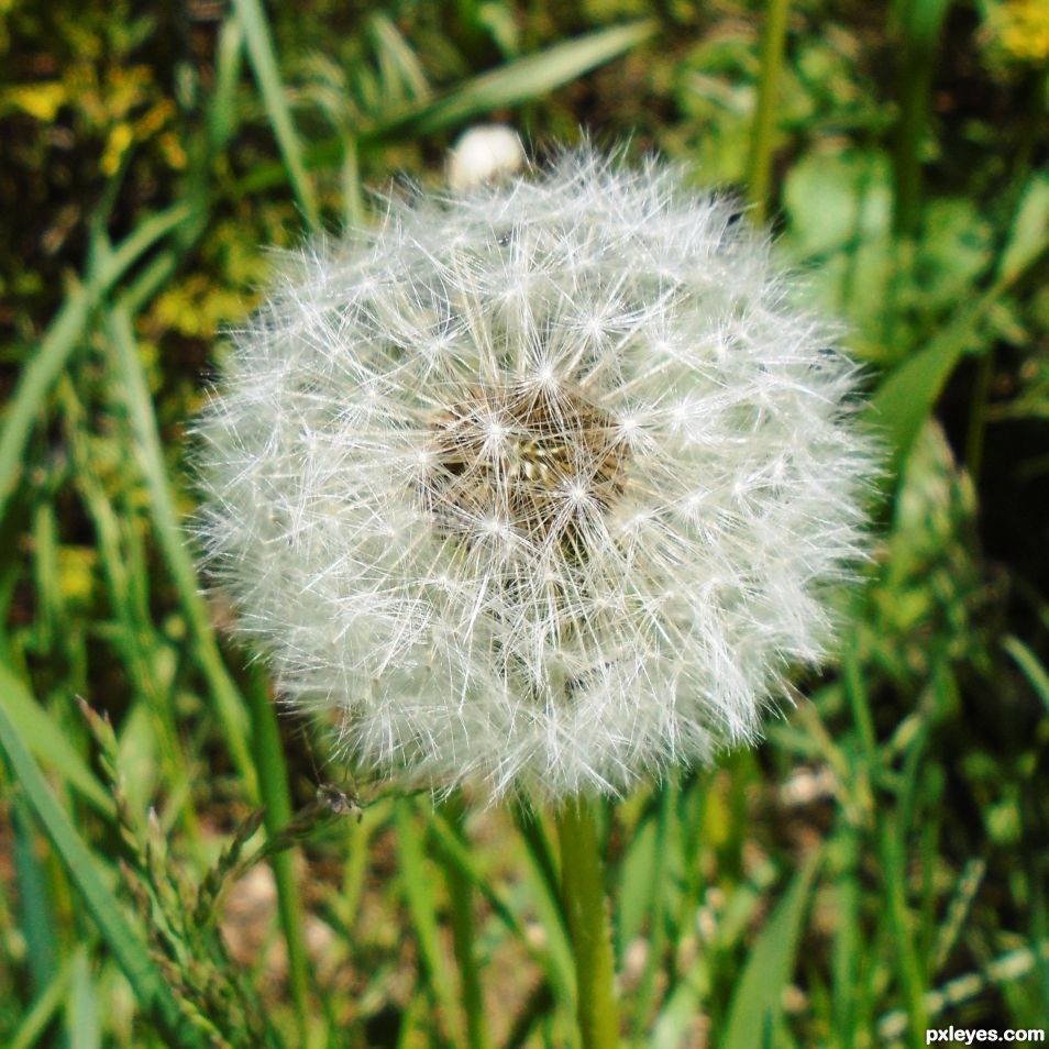 Dandelion 