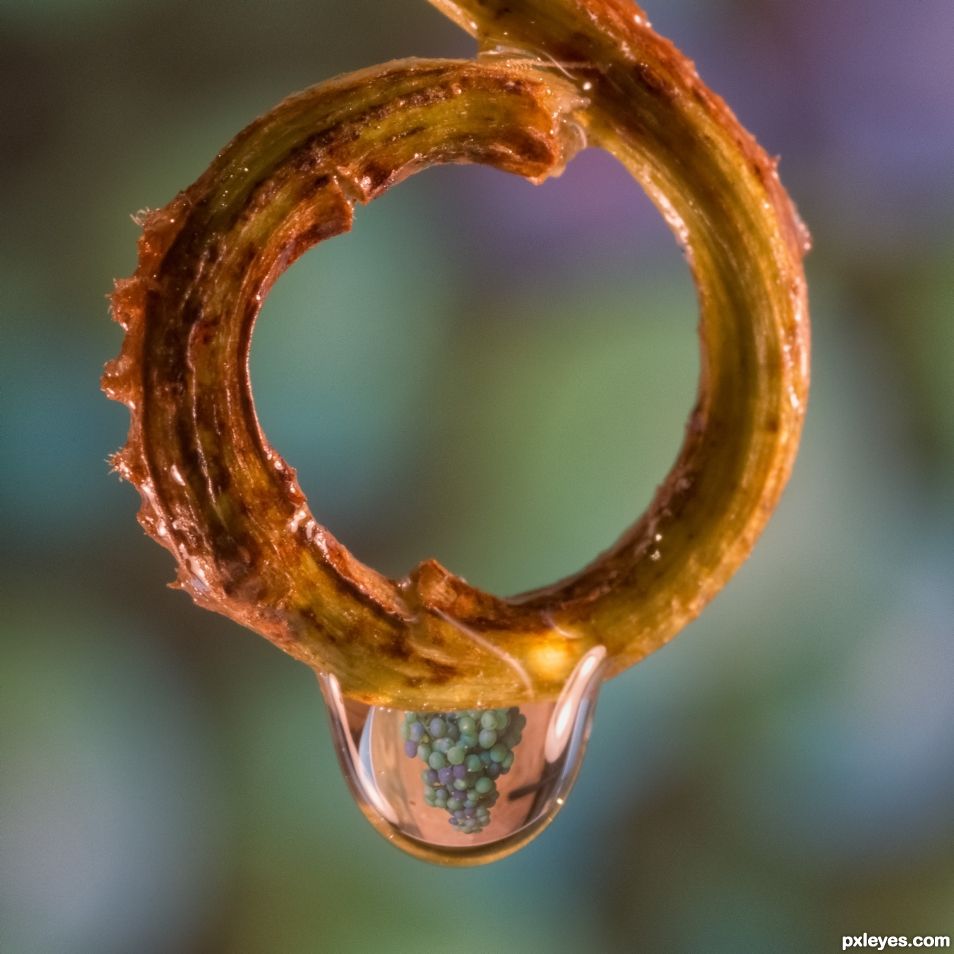 Drop hanging off a grape shoot.