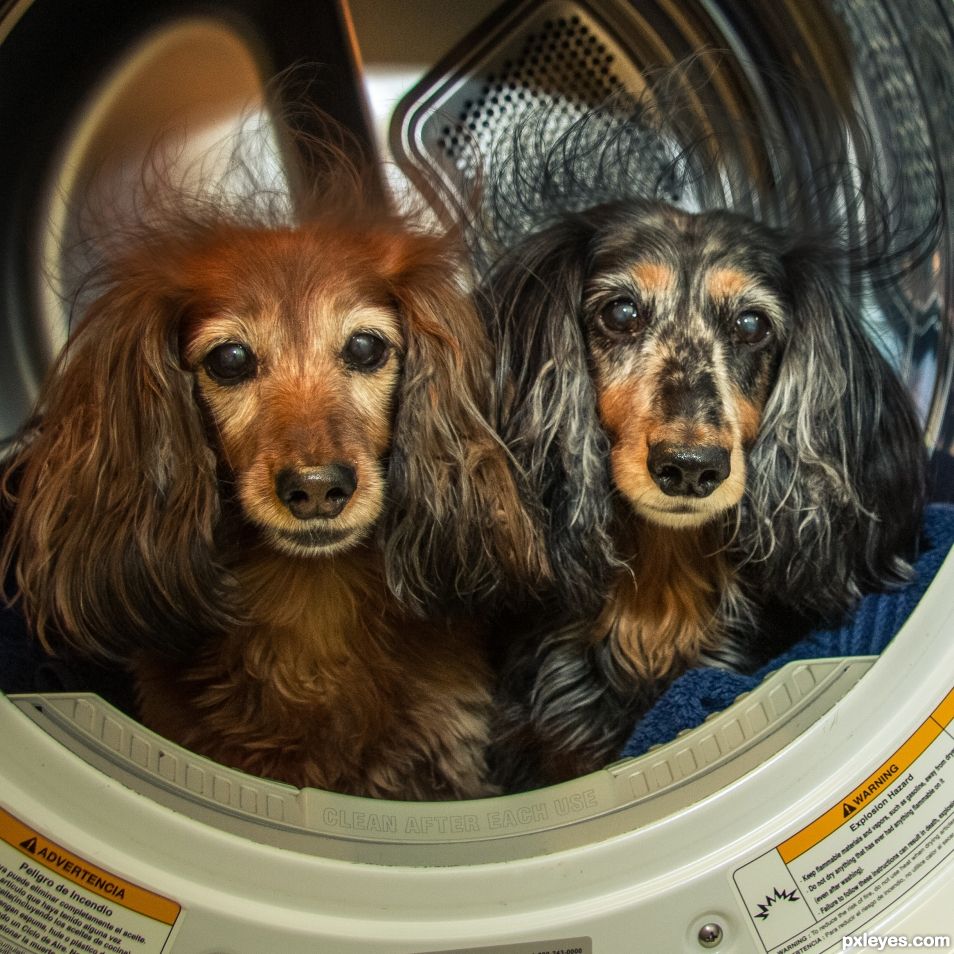 Dachshunds in the Dryer