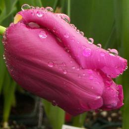 Wet Tulip